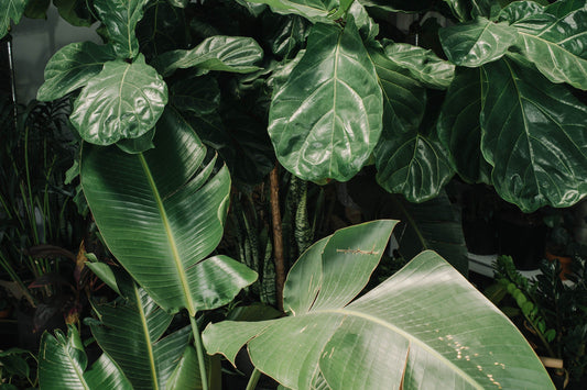Bird of paradise and ficus foliage in dramatic lighting.