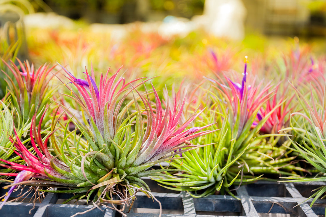 Tillandsia on a greenhouse table.