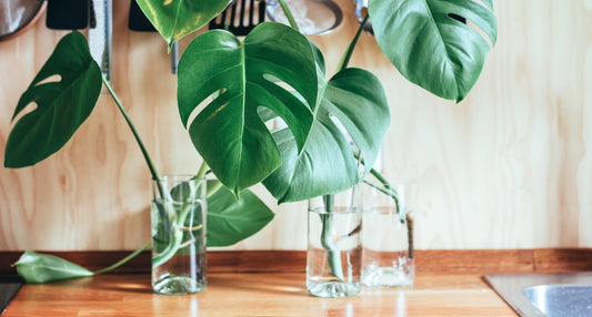 Propagation 101: Water Method