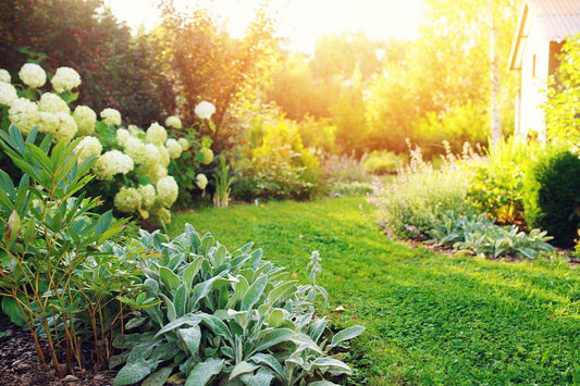 A field of flowers and foliage with golden sunlight.