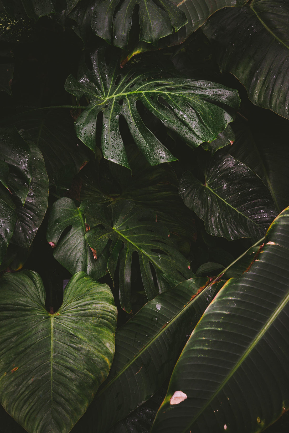 A monstera and anthurium in dramatic lighting.