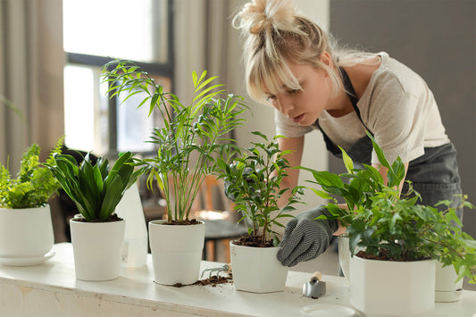 Plant Rescue: How To Fix Overwatered Plants