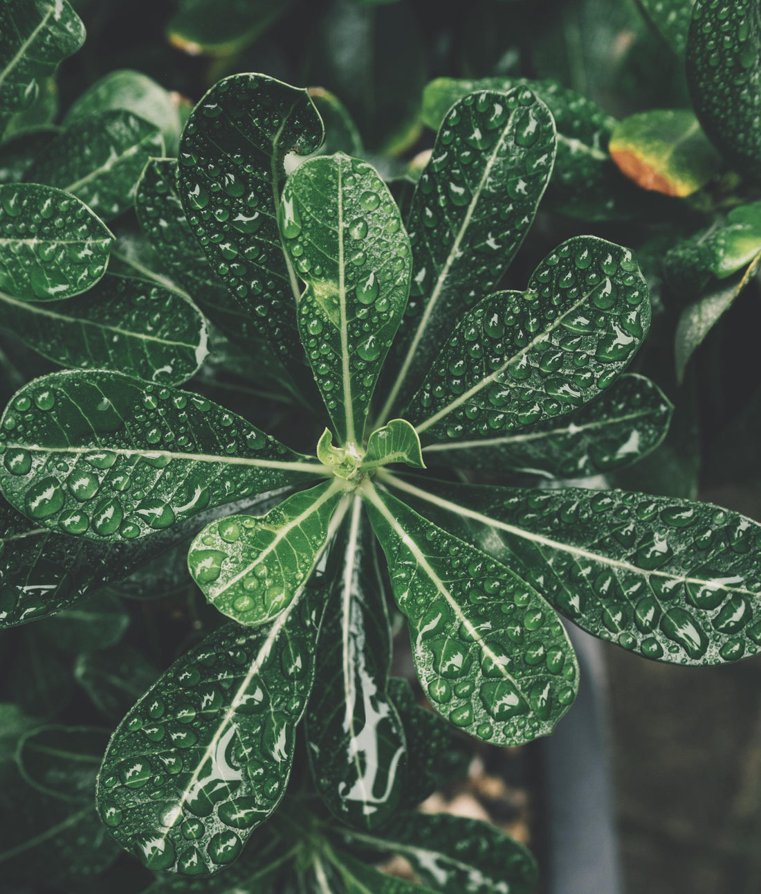 A plant covered in water droplets.