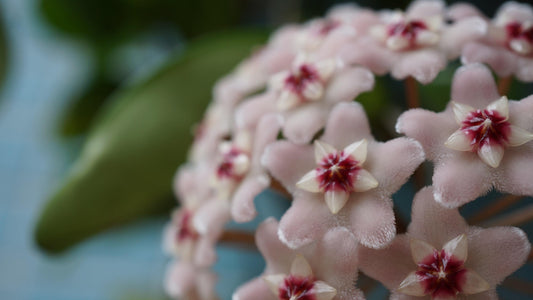 Pink and white cluster of hoya flowers