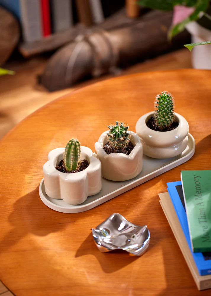 Oat Mini Planter Trio