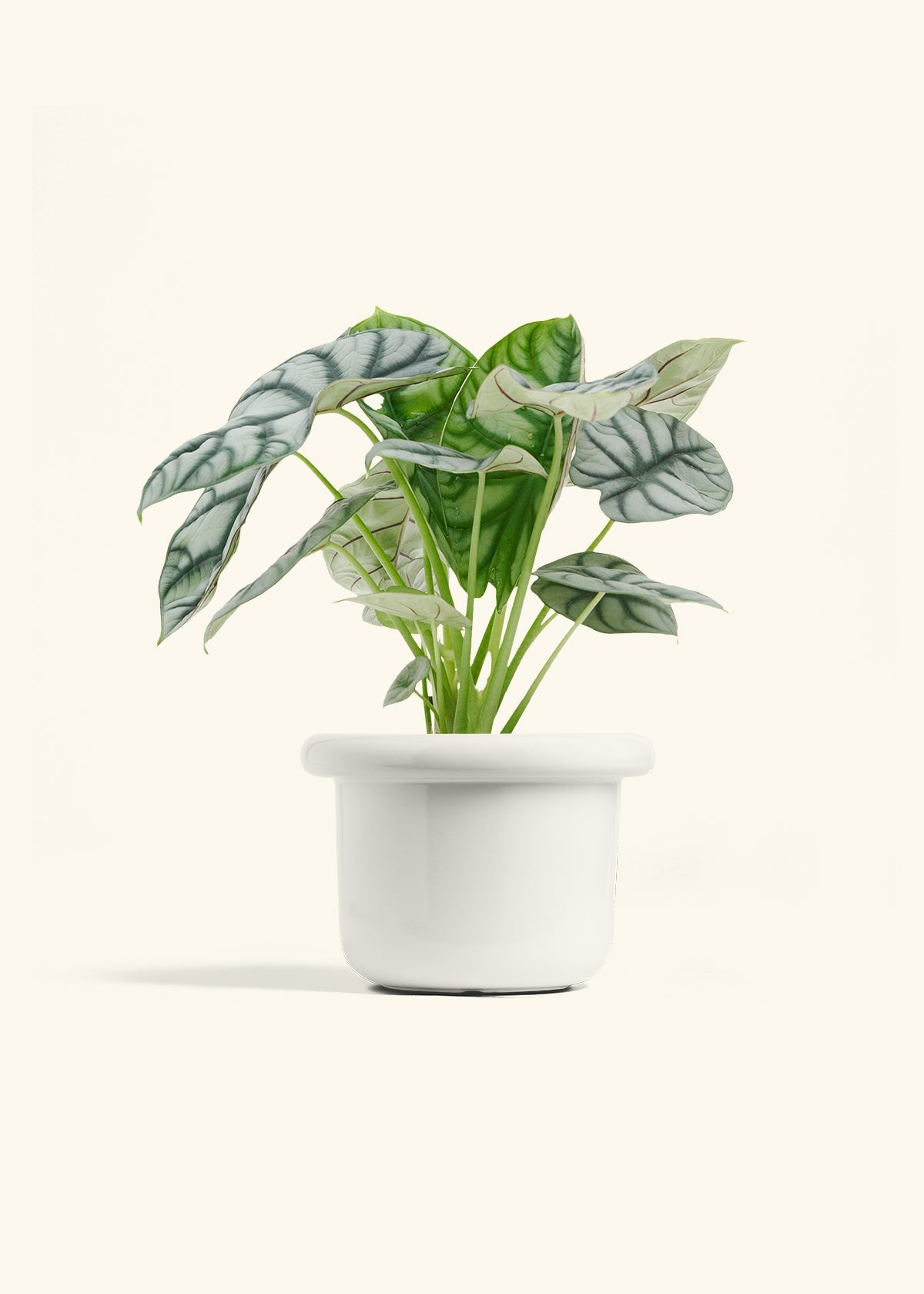 Polar White Fat Lip Planter
