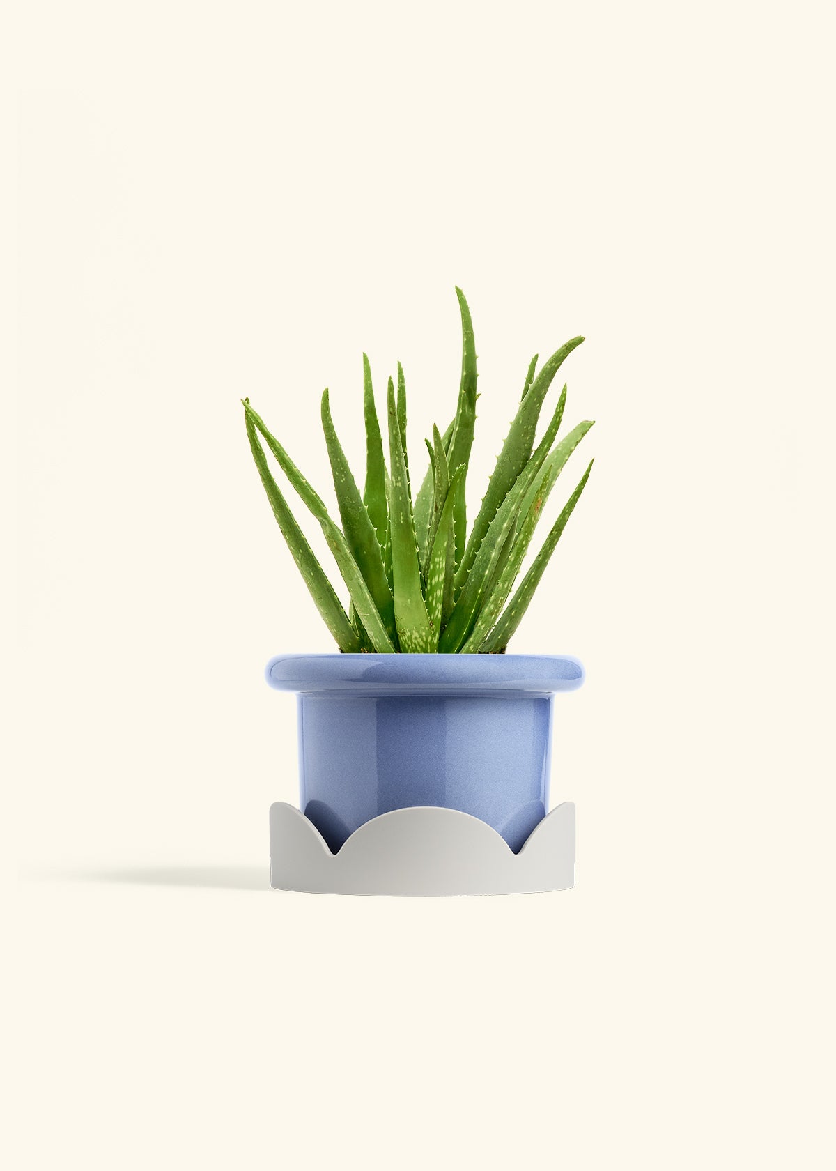 Cornflower Fat Lip Planter Drip Tray Combo