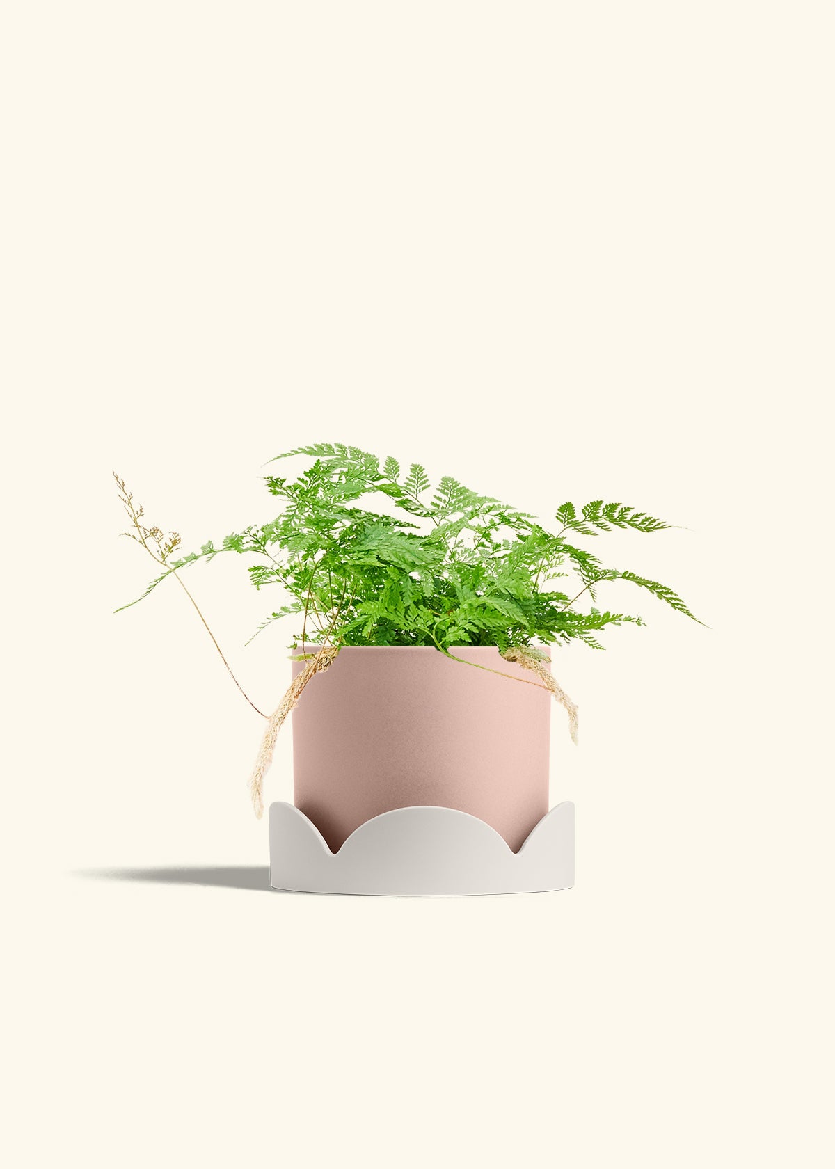 Rose Pink Classic Planter Drip Tray Combo