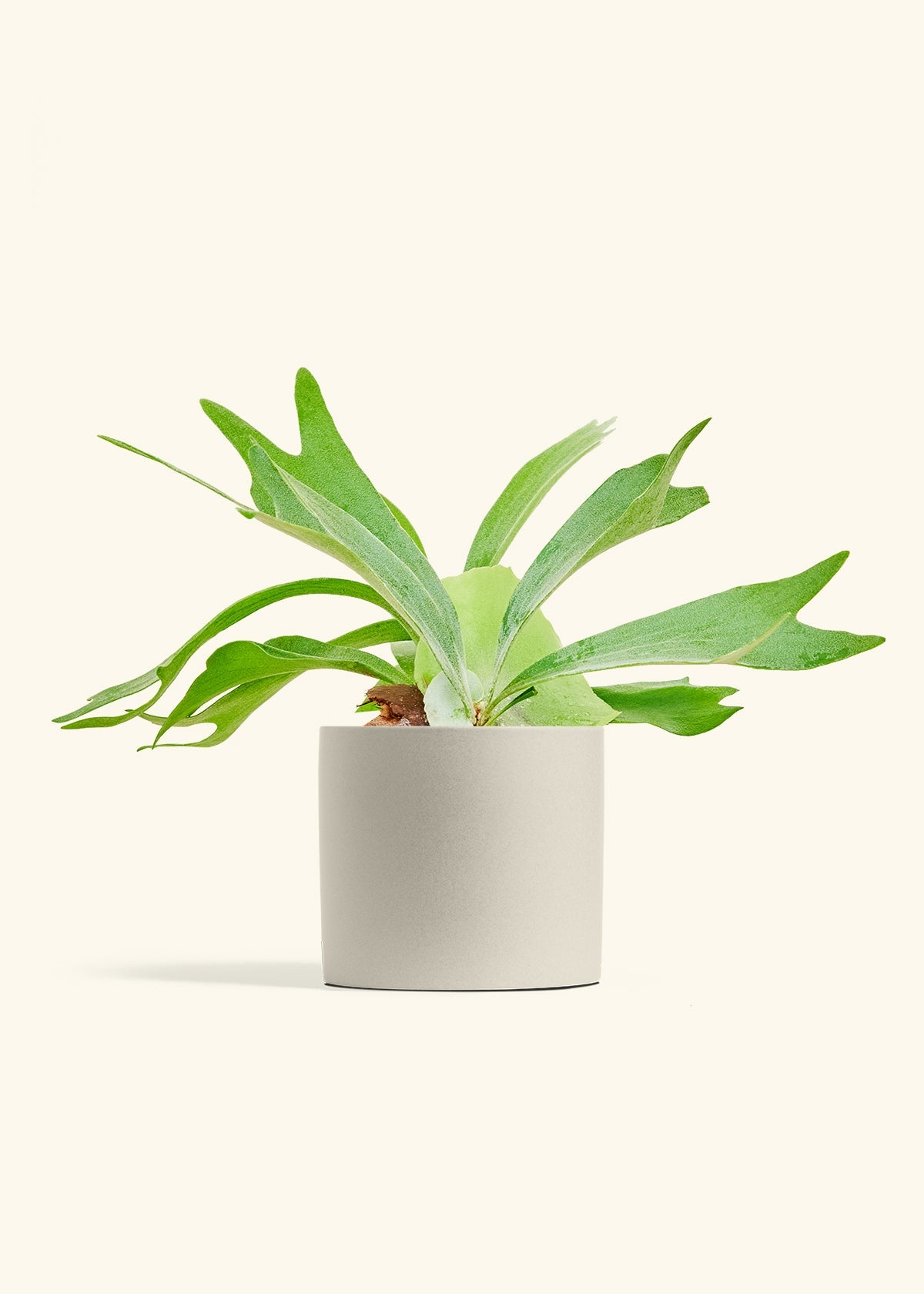 Oat Classic Planter
