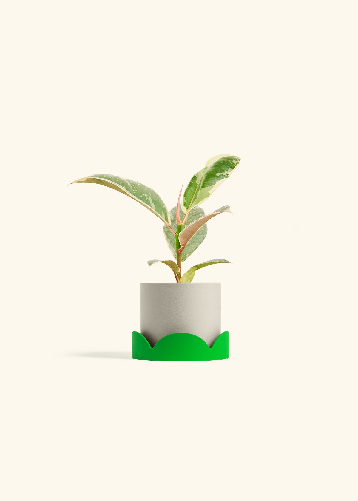 Oat Classic Planter Drip Tray Combo