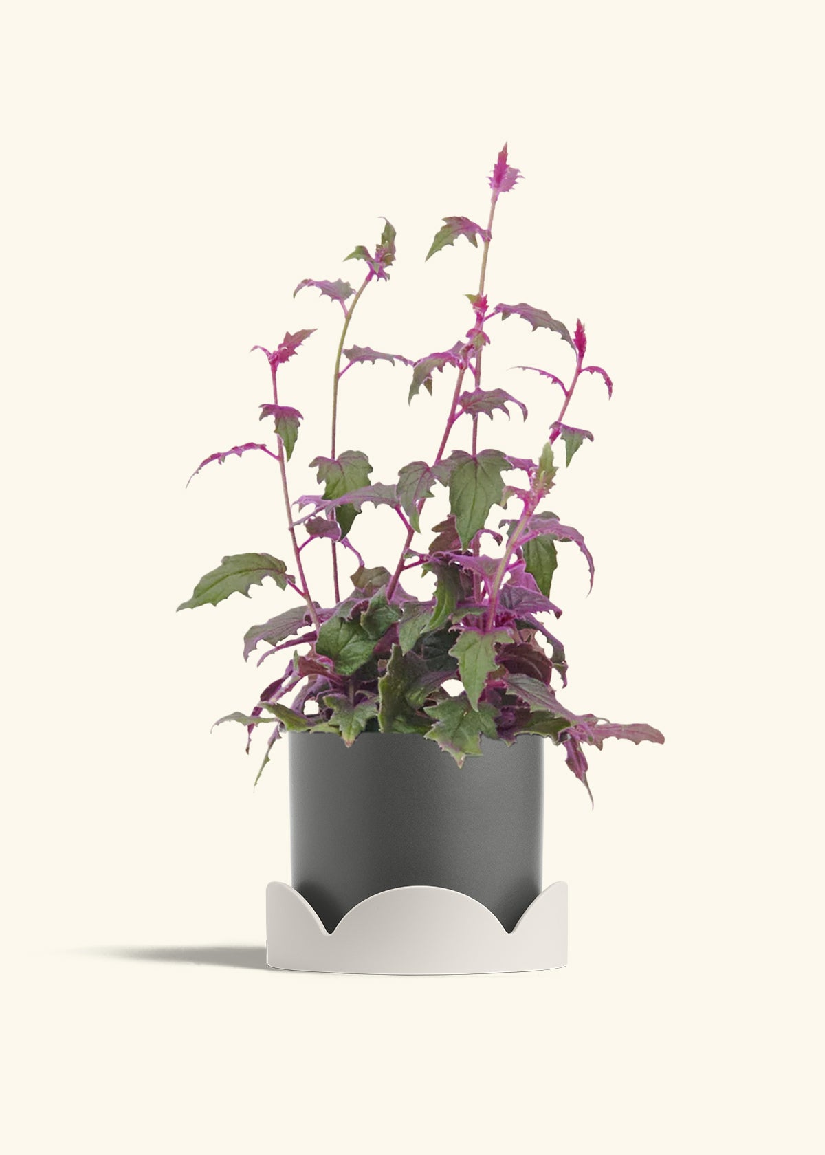 Charcoal Classic Planter Drip Tray Combo