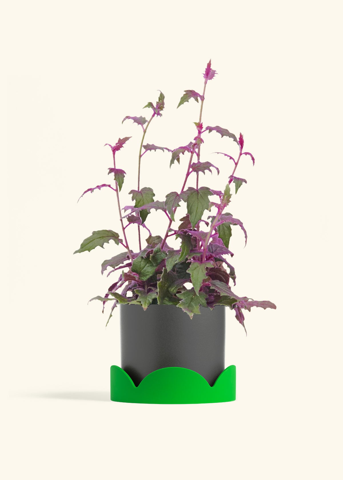 Charcoal Classic Planter Drip Tray Combo