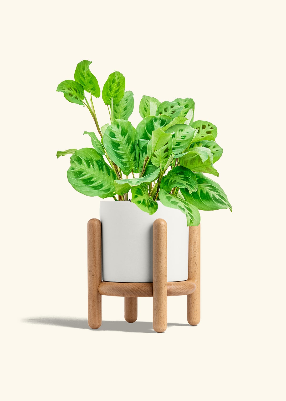 Polar White Classic Planter Stand Combo