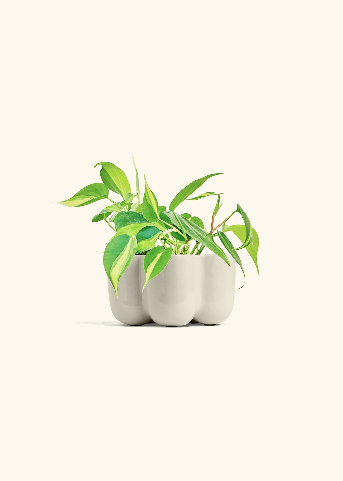 Oat Petal Planter