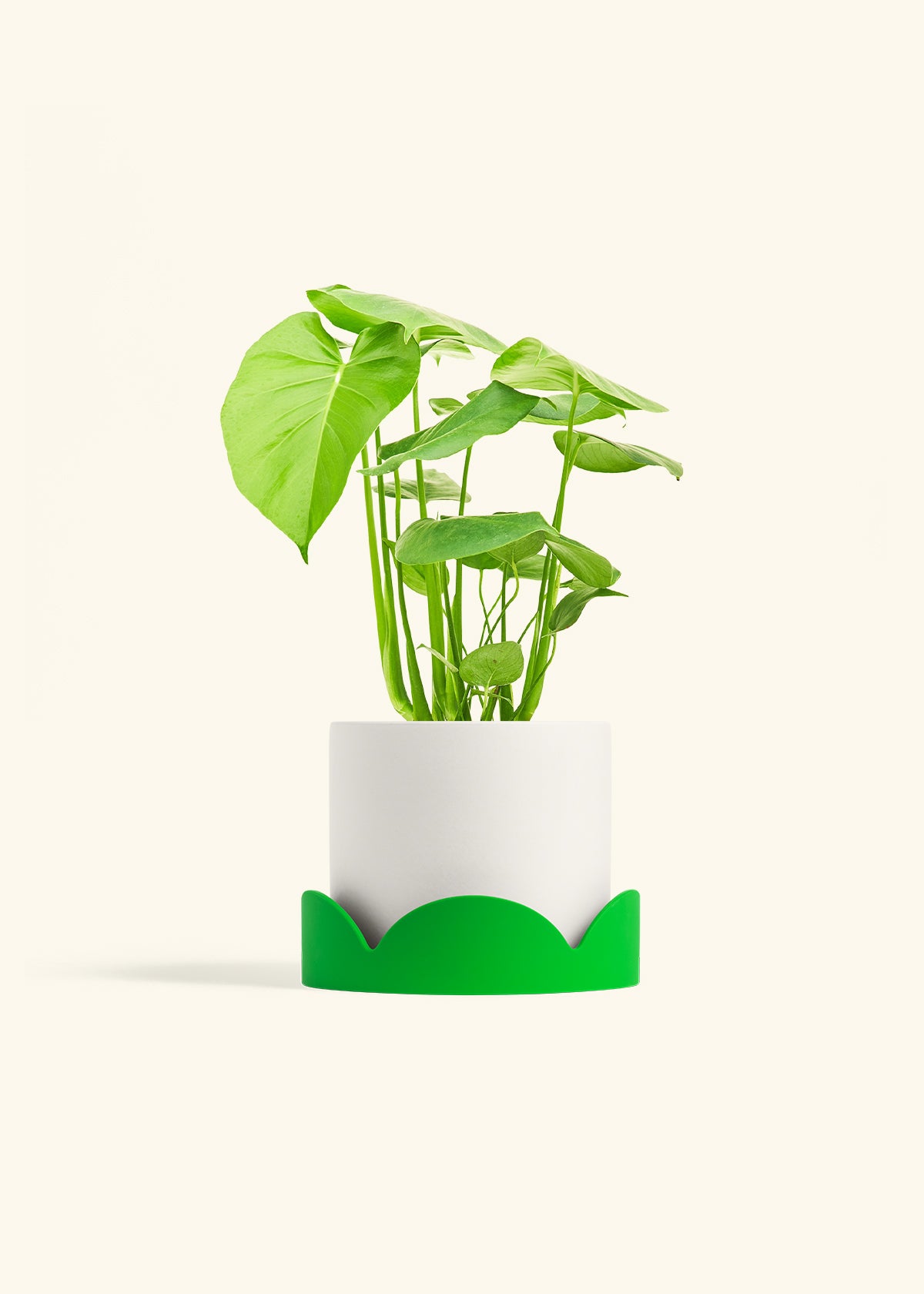Polar White Classic Planter Drip Tray Combo