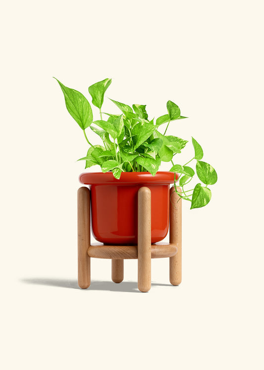 Poppy Fat Lip Planter and Stand Combo