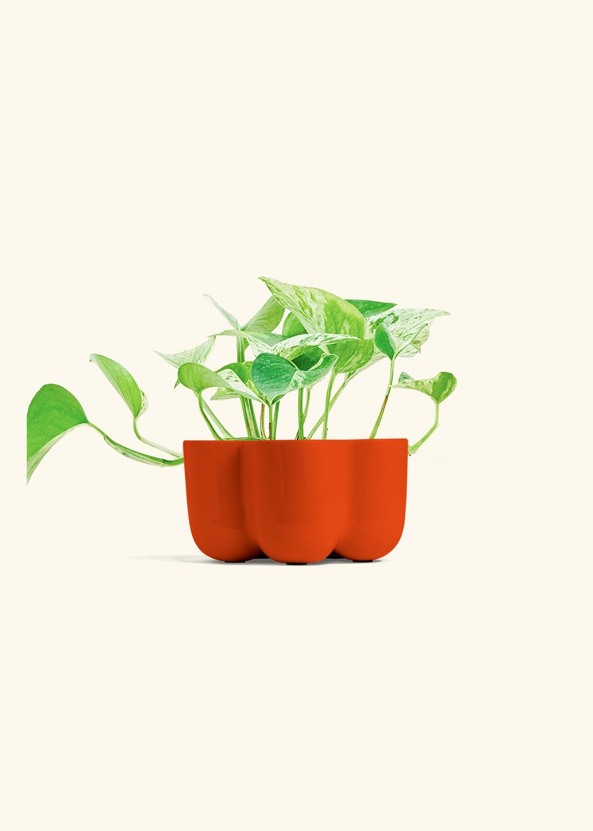 Poppy Petal Planter