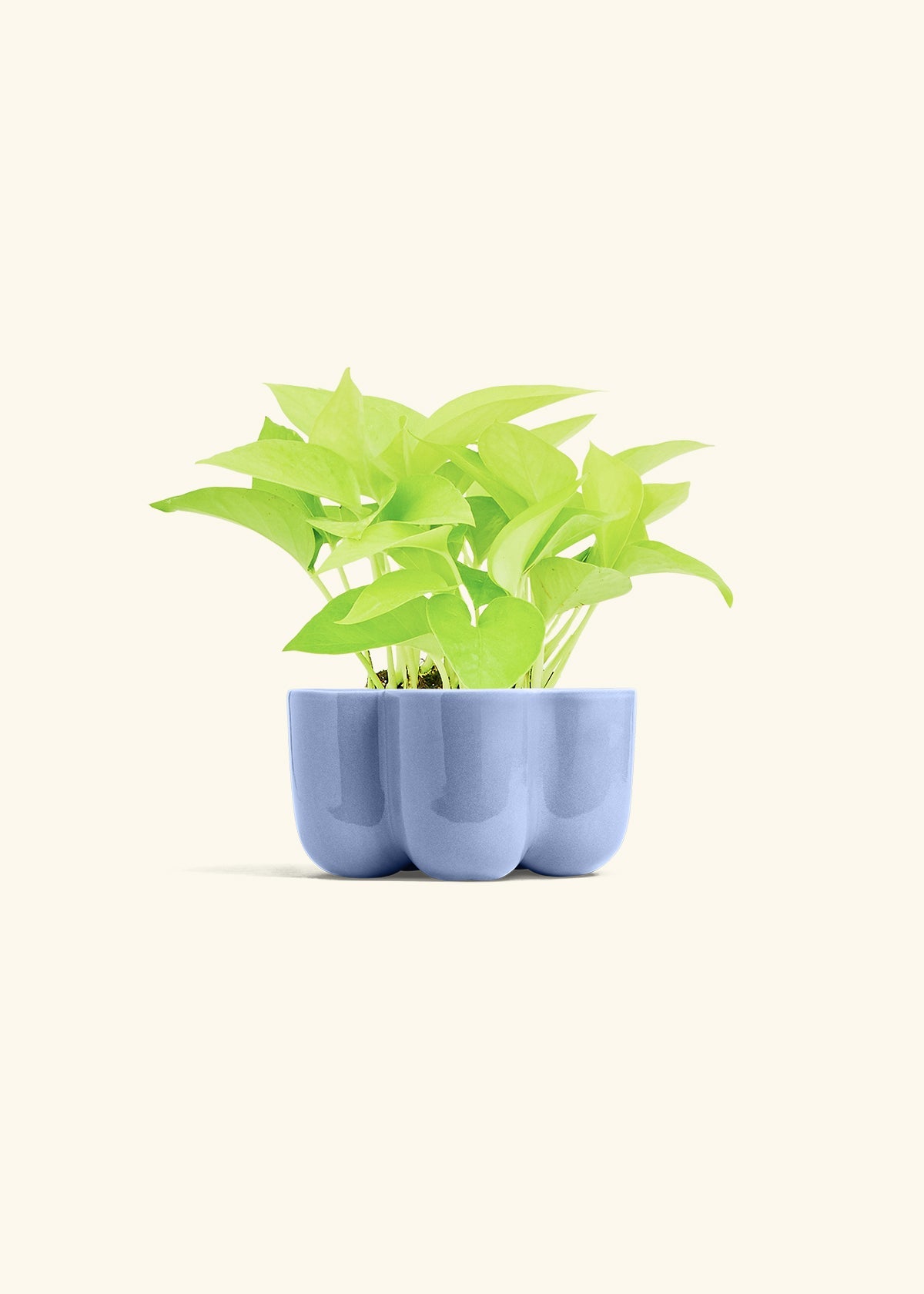 Cornflower Petal Planter