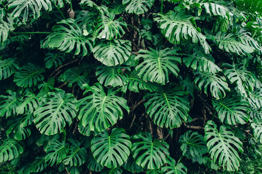 A wall of Monstera deliciosas