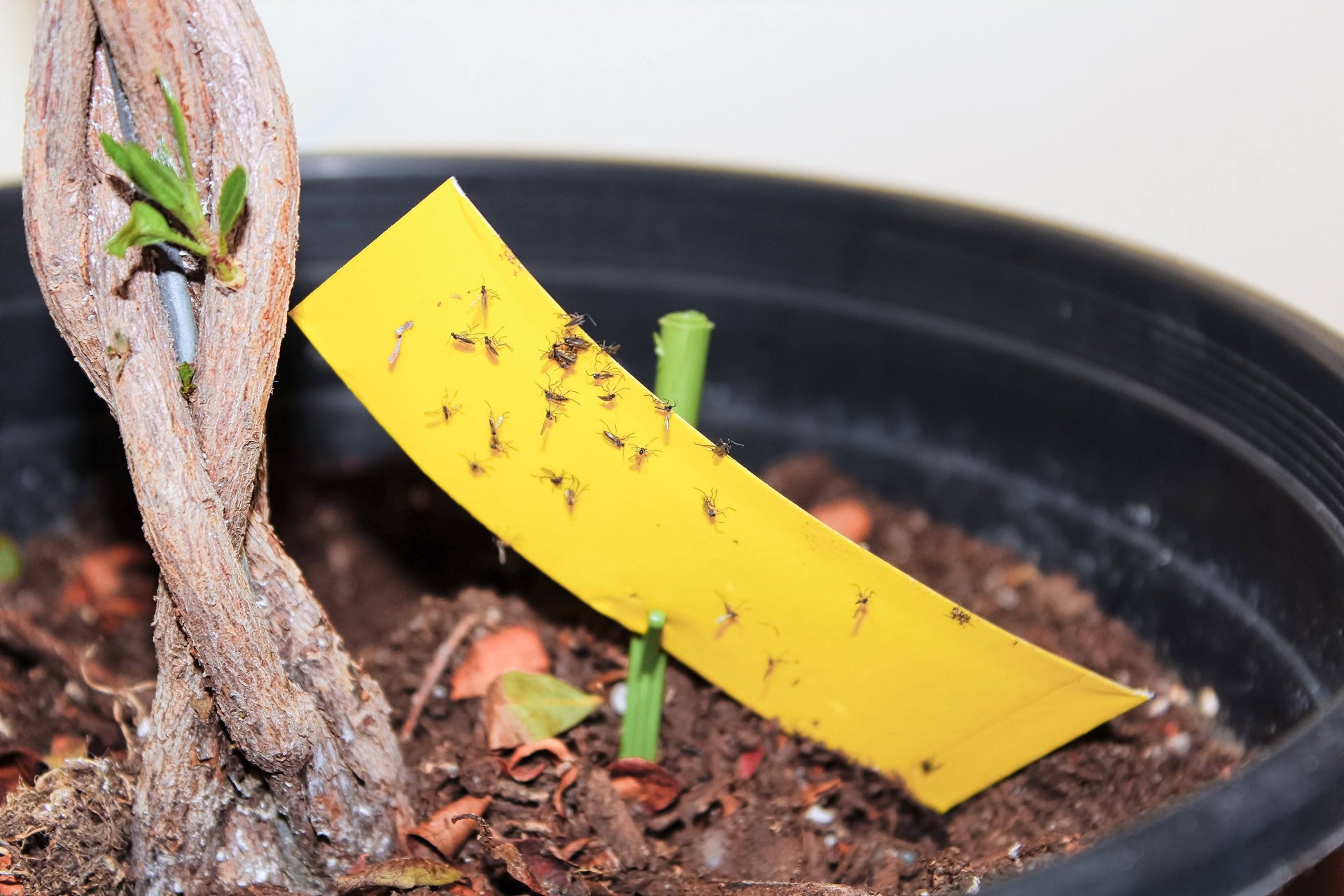 Houseplant Pests: Fungus Gnats | Rooted  Rooted Brooklyn