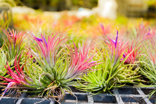Tillandsia on a greenhouse table.