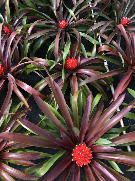 Bromeliads in bloom.