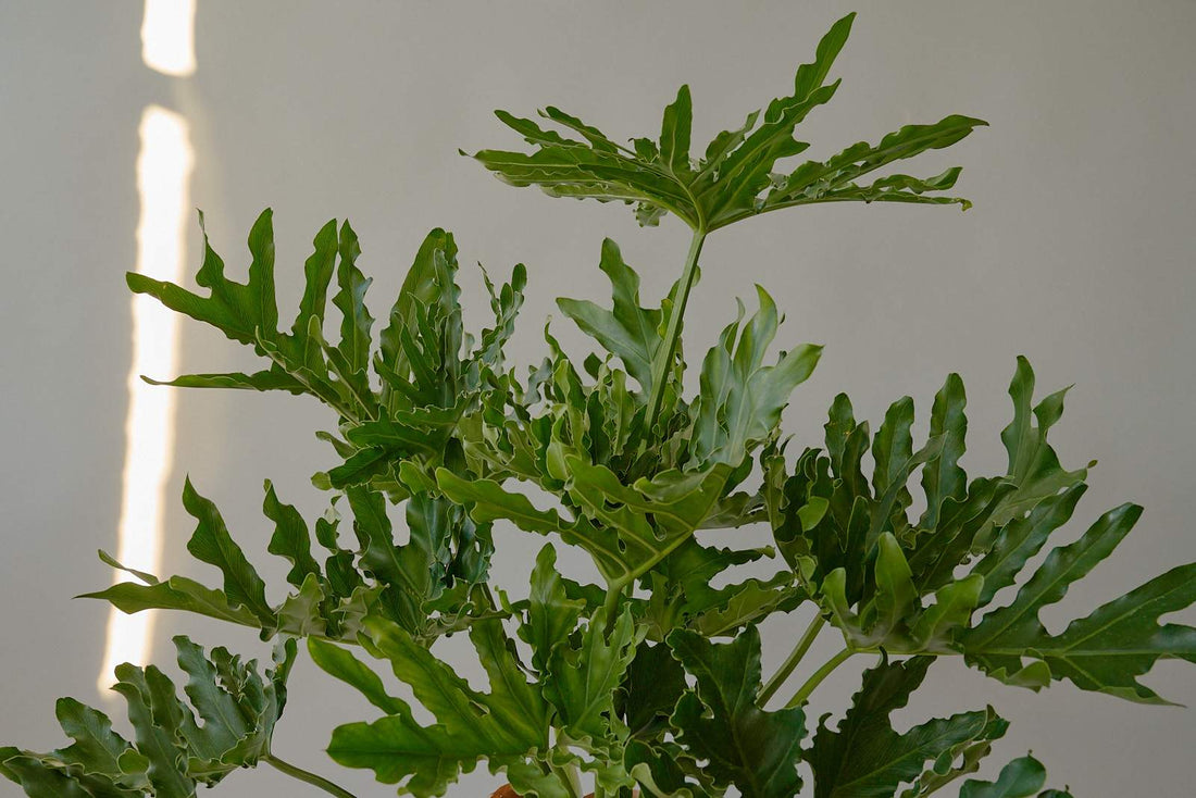 A photo of a philodendron selloum in dramatic lighting