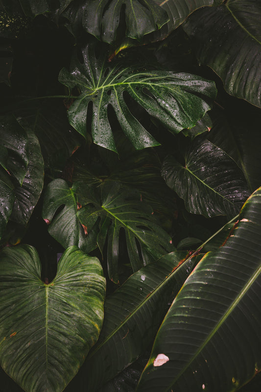 A monstera and anthurium in dramatic lighting.