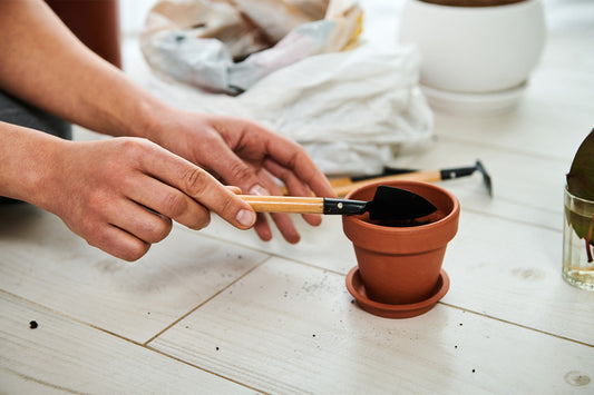 Uprooting? Learn How To Move Plants