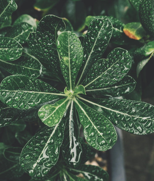 A plant covered in water droplets.