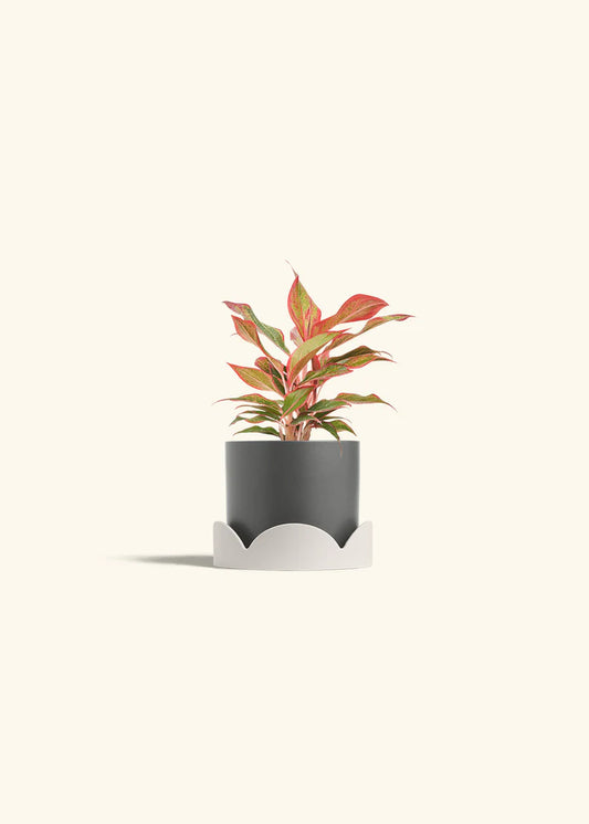 Charcoal Classic Planter Drip Tray Combo