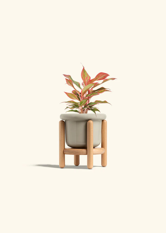 Oat Fat Lip Planter Stand Combo