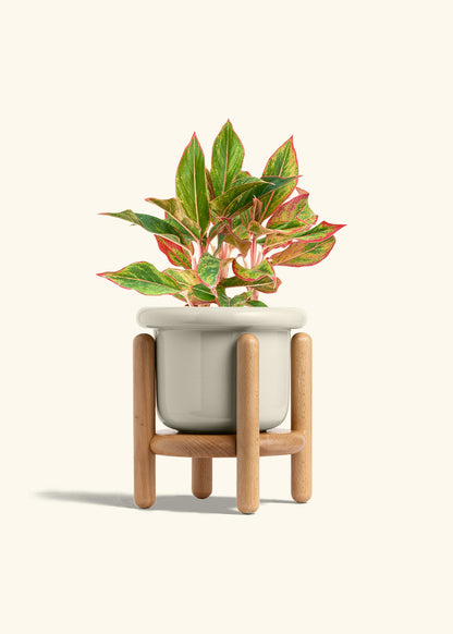 Oat Fat Lip Planter and Stand Combo