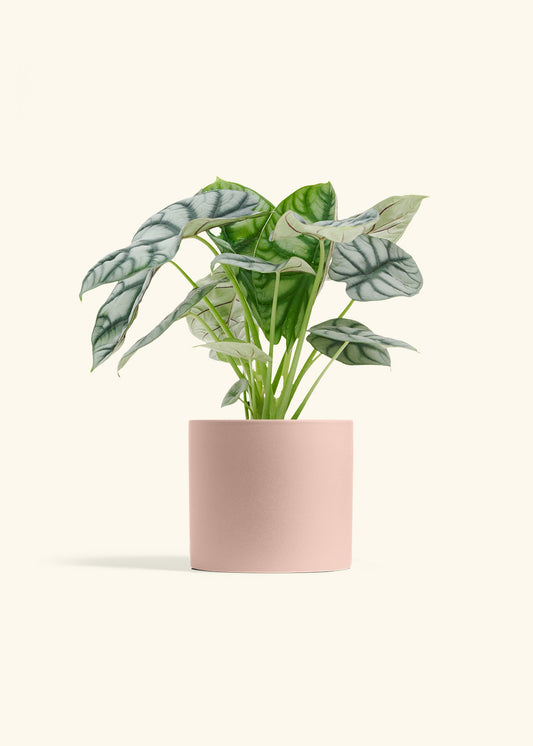 Rose Pink Classic Planter