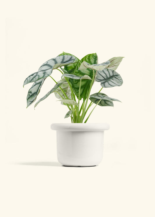 Polar White Fat Lip Planter