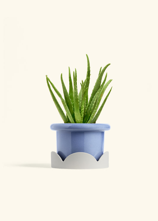 Cornflower Fat Lip Planter Drip Tray Combo