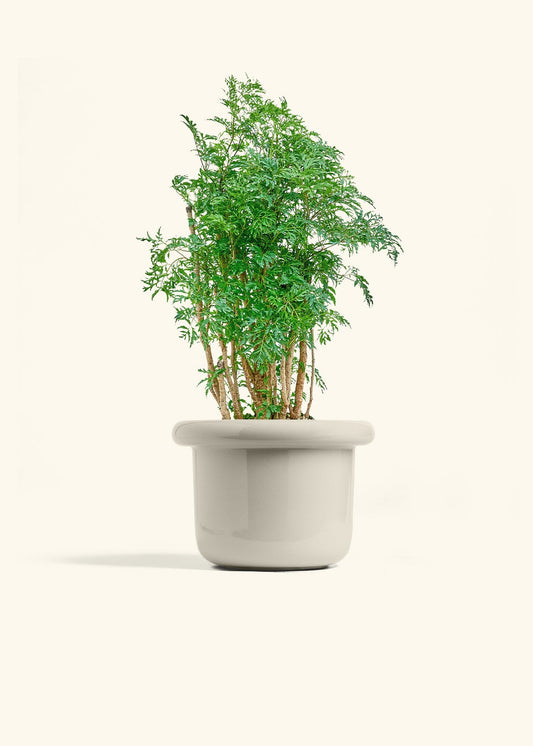 Oat Fat Lip Planter