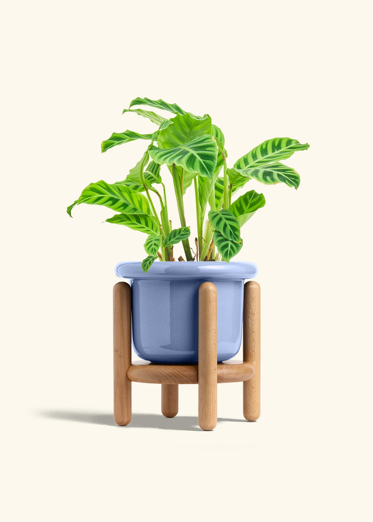 Cornflower Fat Lip Planter and Stand Combo