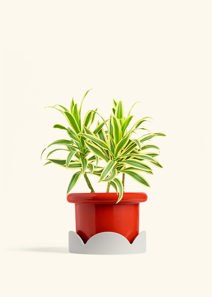 Poppy Fat Lip Planter Drip Tray Combo
