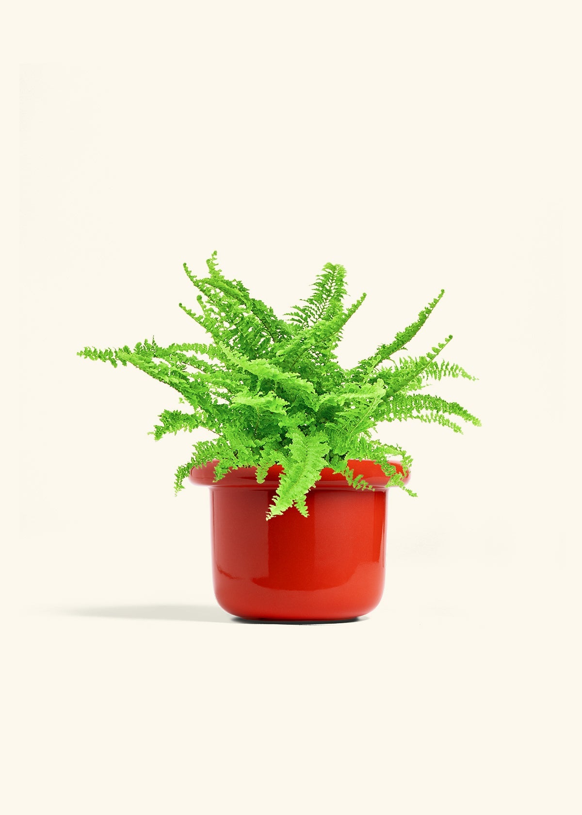 Poppy Fat Lip Planter