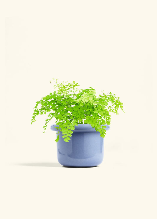 Cornflower Fat Lip Planter