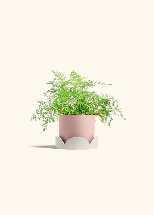 Rose Pink Classic Planter Drip Tray Combo