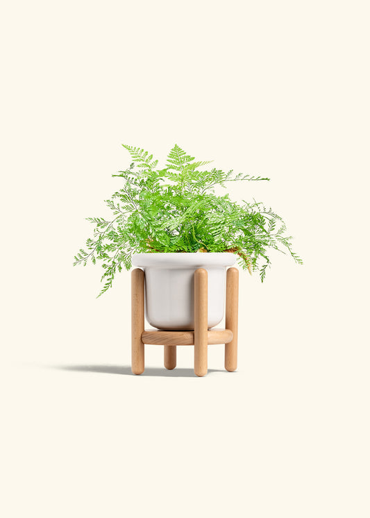 Polar White Fat Lip Planter Stand Combo