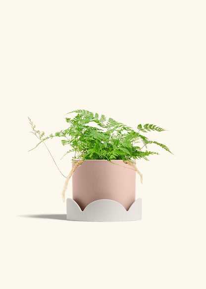 Rose Pink Classic Planter Drip Tray Combo