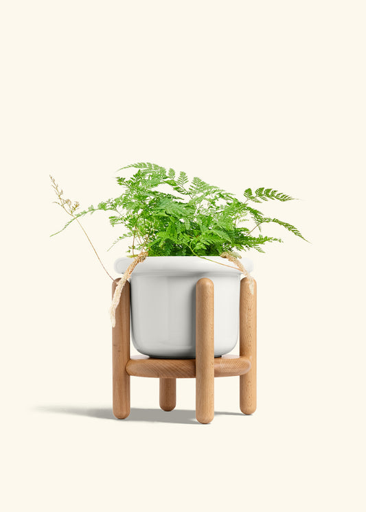 Polar White Fat Lip Planter and Stand Combo