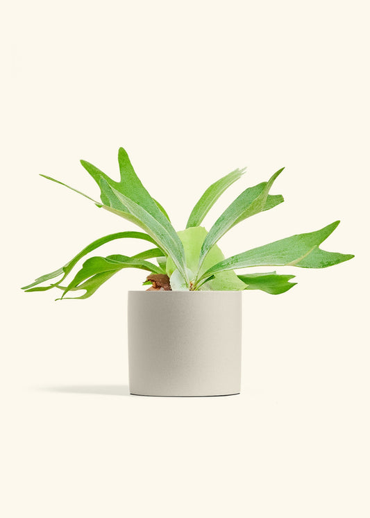 Oat Classic Planter