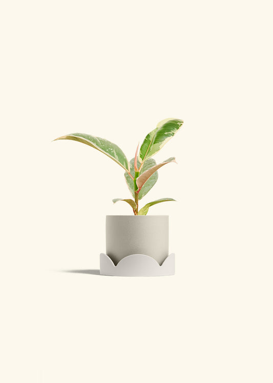 Oat Classic Planter Drip Tray Combo