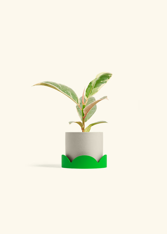 Oat Classic Planter Drip Tray Combo