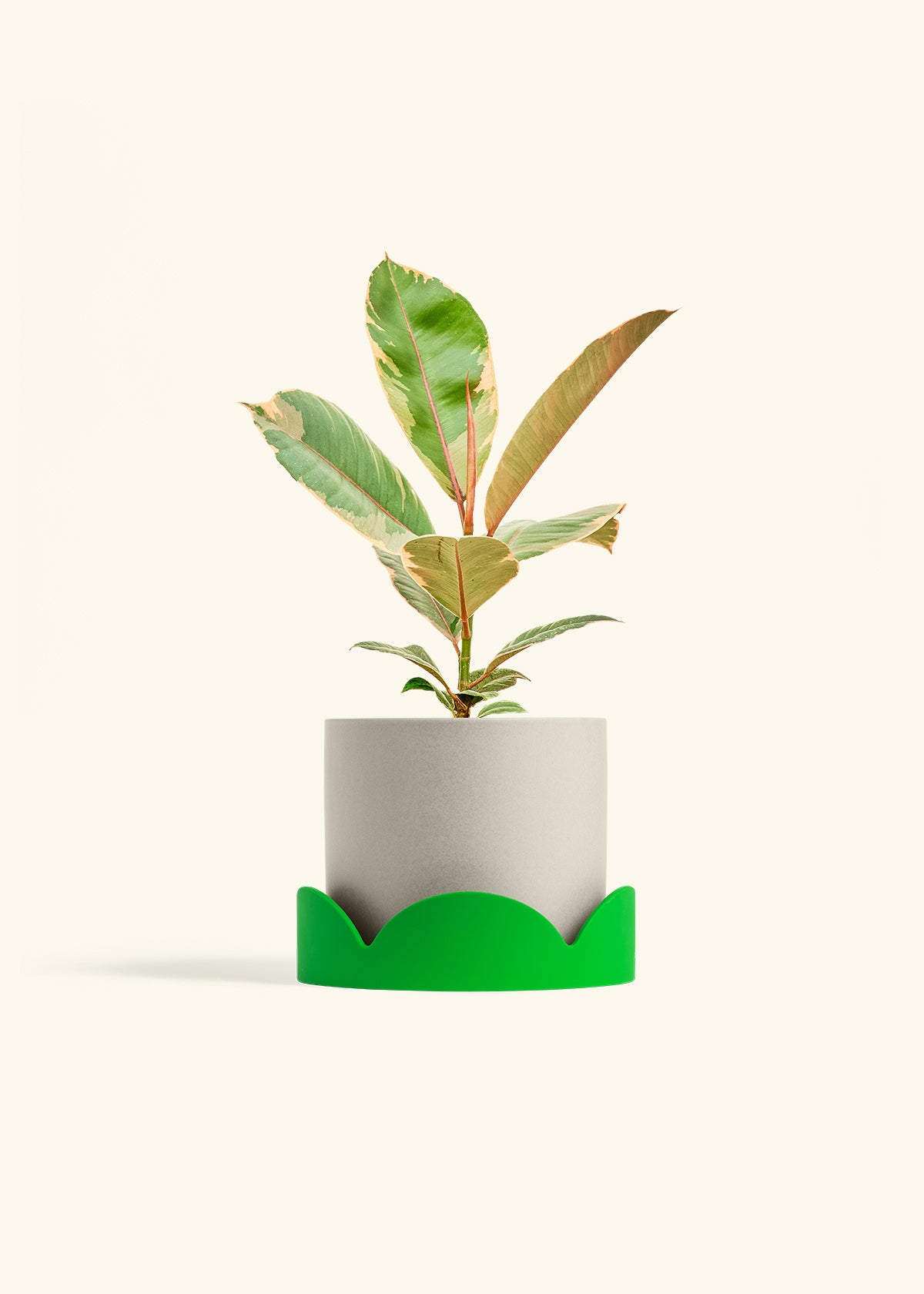 Oat Classic Planter Drip Tray Combo