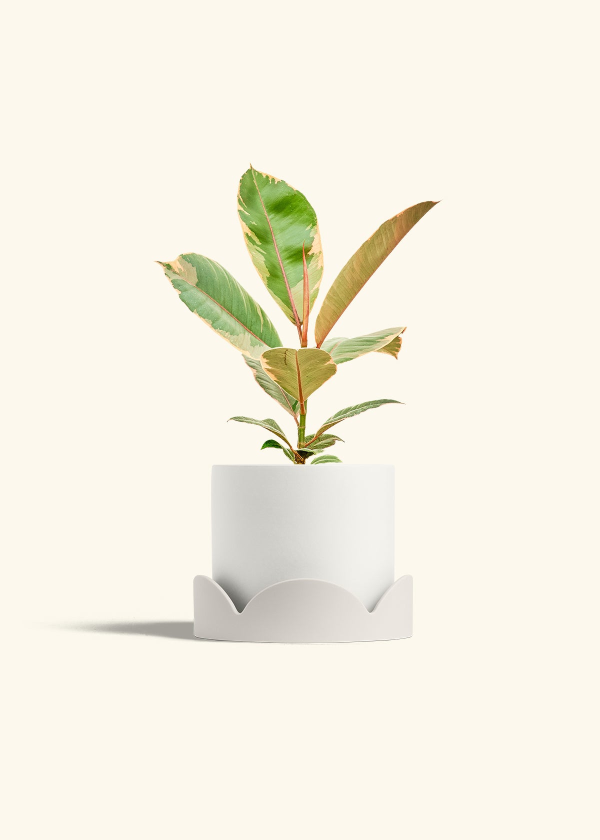 Oat Classic Planter Drip Tray Combo